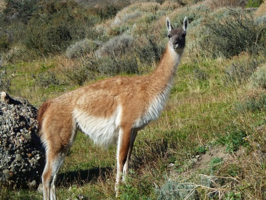 A guanaco in Torres del Paine Park